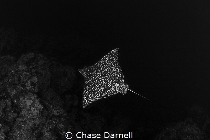 Flying with a Spotted Eagle Ray! by Chase Darnell 