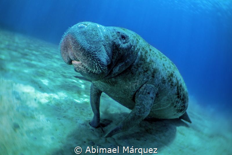 The Manatee by Abimael Márquez 