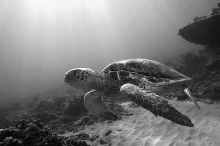 Green Sea Turtle - West Shore Oahu. by Glenn Poulain 