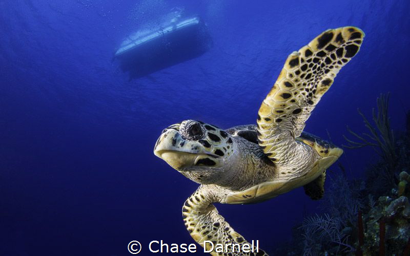 Hawksbill High Five by Chase Darnell 