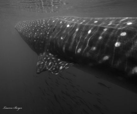 "The Train"
I saw that this beautiful Whale shark had a ... by Lauren Berger 