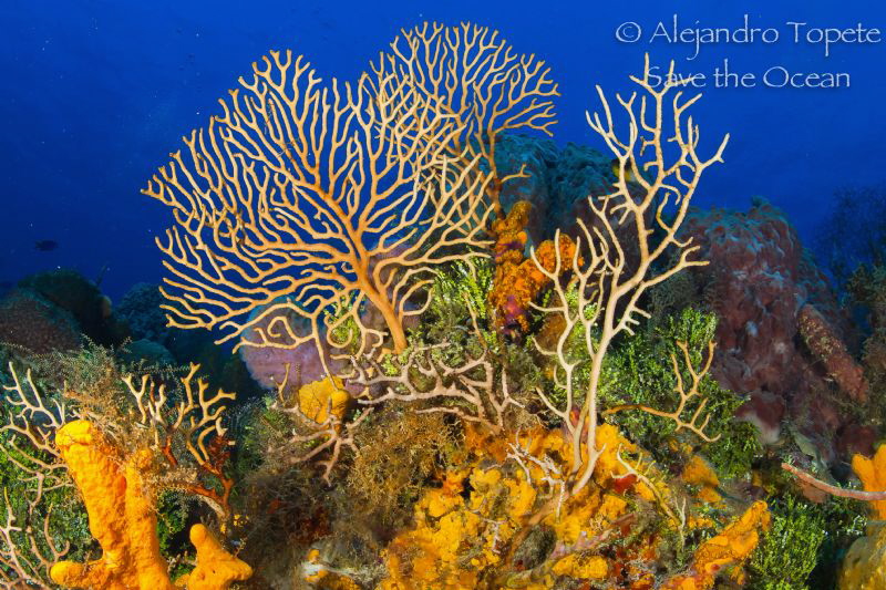 Cozumel Reef by Alejandro Topete 