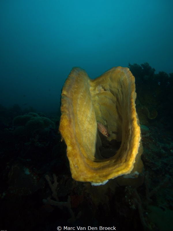 Yellow sponge by Marc Van Den Broeck 