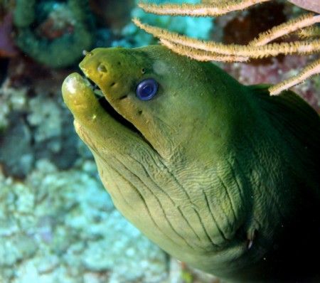 Green Moray, watching the divers, 18-55mm, Canon Rebel XT... by John Campbell 