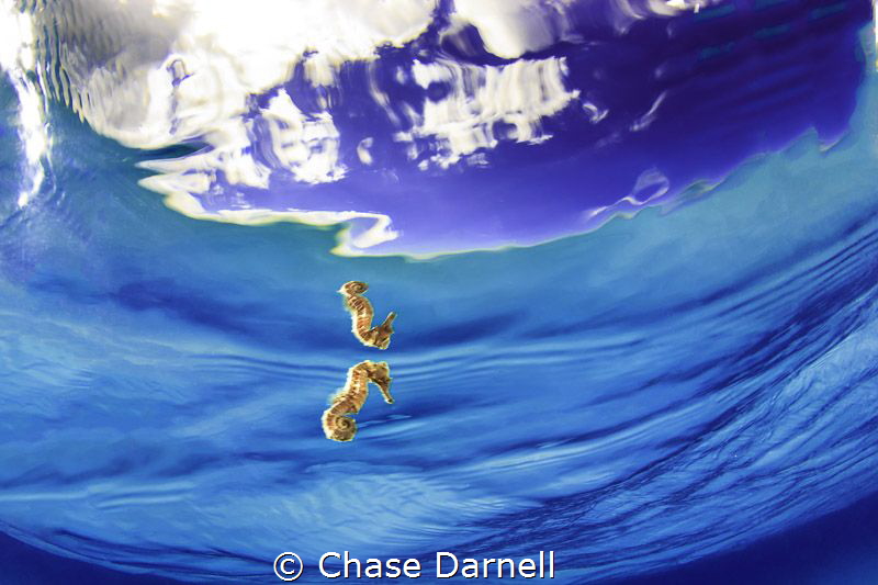 "Magic Tricks"
A simply amazing encounter with a Seahors... by Chase Darnell 