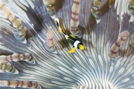 Clownfish in an anemone. 

Sodwana, South Africa by Jason Keeton 