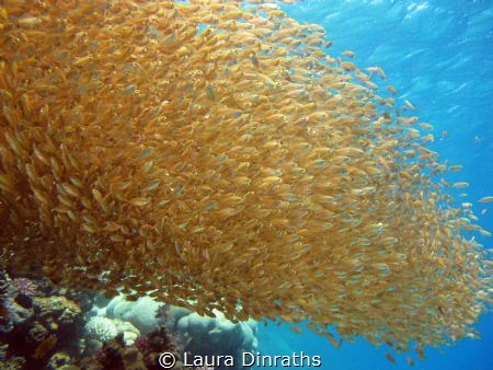 Enormous golden fish bait ball under the surface by Laura Dinraths 
