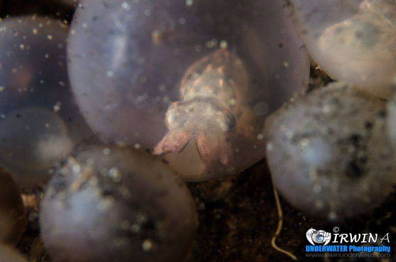 R E A D Y
Flamboyant Cuttlefish Eggs (Metasepia pfefferi... by Irwin Ang 