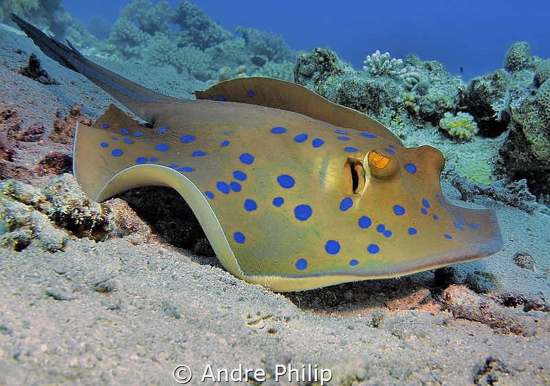 Blue spotted stingray by Andre Philip 
