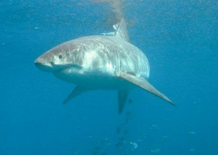 Great White Portrait - Guadalupe Mexico, Sept 2005. Tetra... by Kent Bonde 