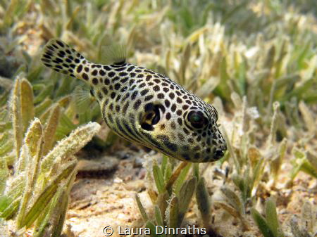 Juvenile giant puffer in seagrass by Laura Dinraths 