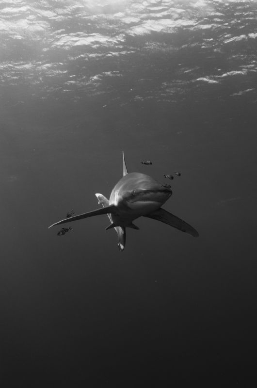 Rendezvous with oceanic whitecap shark. by Dmitry Starostenkov 
