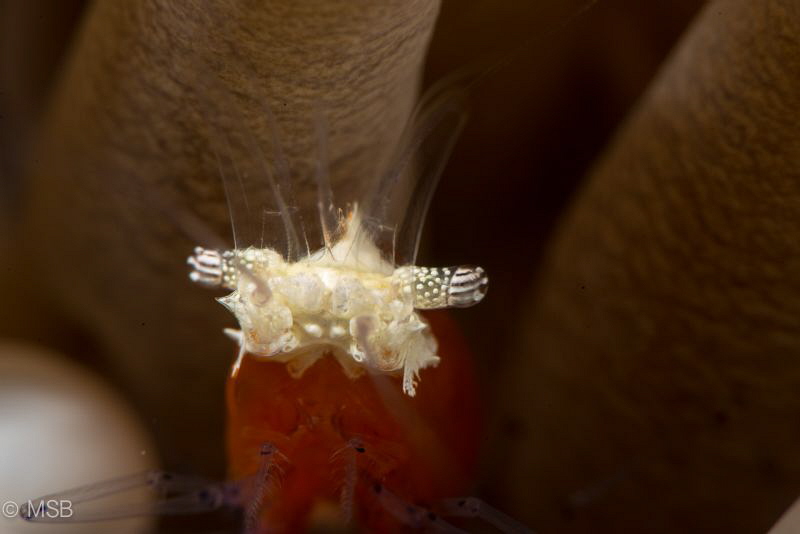 Popcorn shrimp. by Mehmet Salih Bilal 