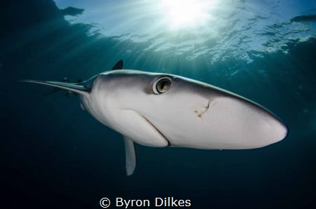 A blue shark curiously examines my camera as I free-dive ... by Byron Dilkes 
