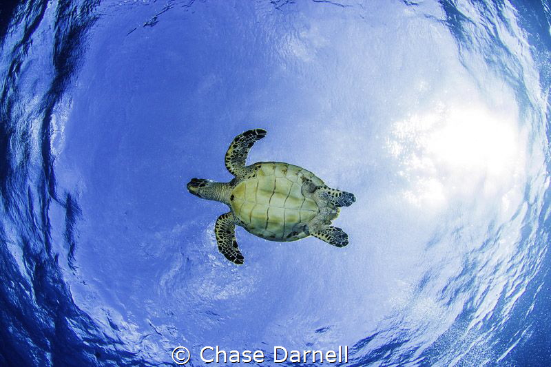 One of my favorite things to do is find turtles coming to... by Chase Darnell 