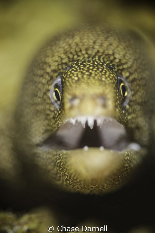 Golden Tail Moray in Grand Cayman! by Chase Darnell 