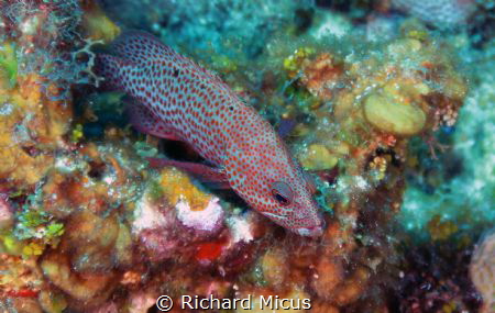 Red Hind at Peter's Place, Roatan Honduras by Richard Micus 