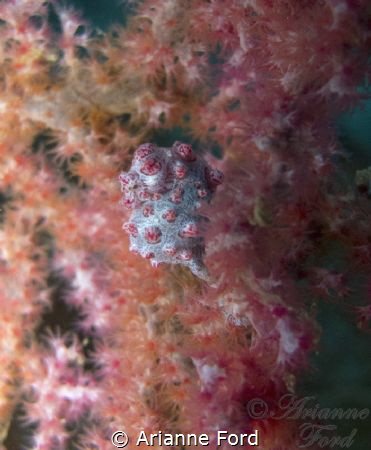 Pygmy seahorse, Lembeh Strait. by Arianne Ford 