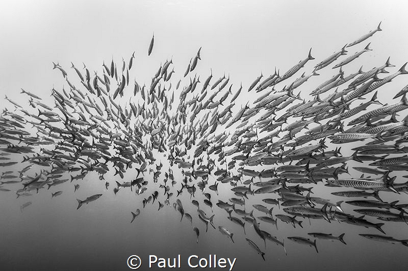 Barracuda tail shot: although tail shots are not the acce... by Paul Colley 