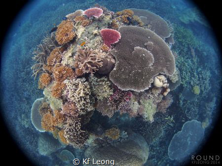 corals of Tioman Island by Kf Leong 