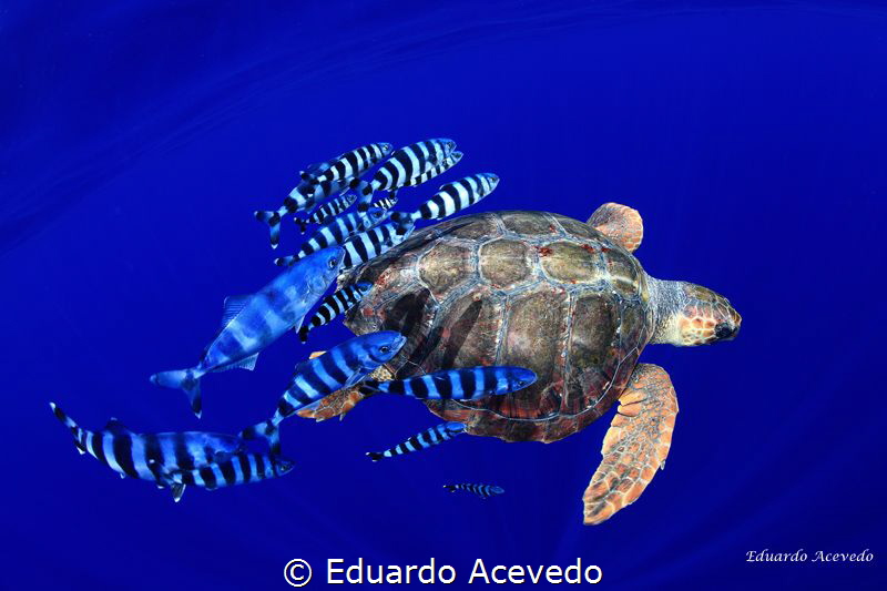 Open ocean caretta caretta tortoise. by Eduardo Acevedo 