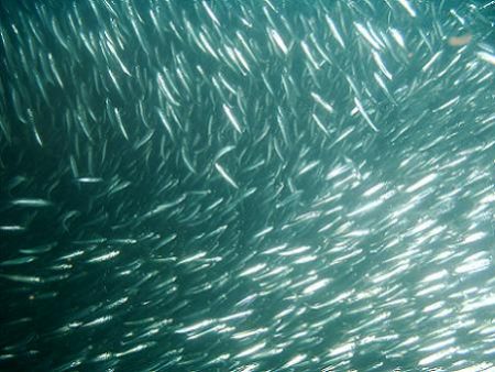 School of anchovies that was being chased by a school of ... by Dallas Poore 