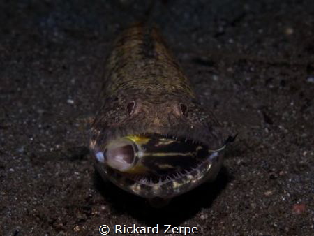 A very happy lizardfish. by Rickard Zerpe 