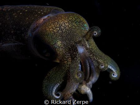 Squid swimming at night. by Rickard Zerpe 