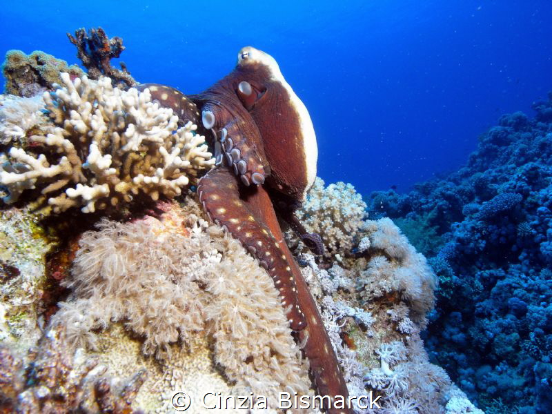 I'm starting to camouflage 
Octopus n#1
Octopus cyaneus by Cinzia Bismarck 