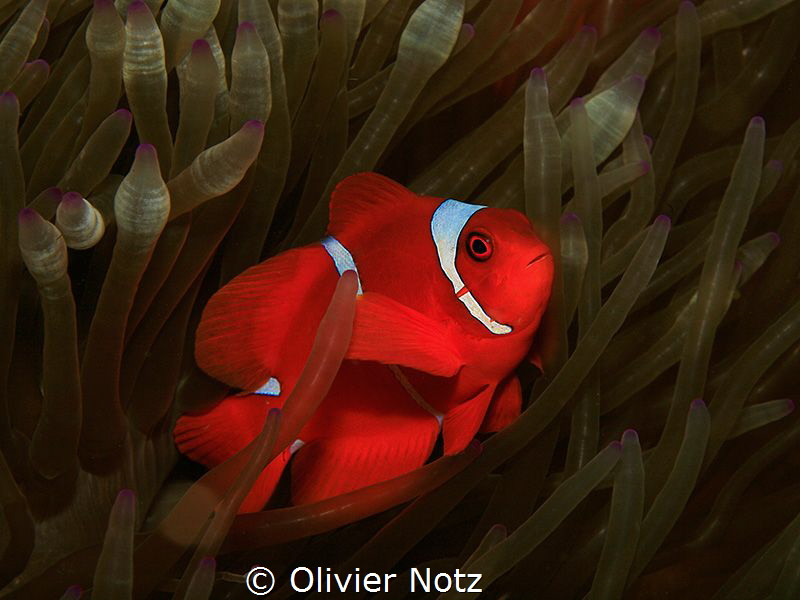 Maroon clownfish / Premnas biaculeatus by Olivier Notz 
