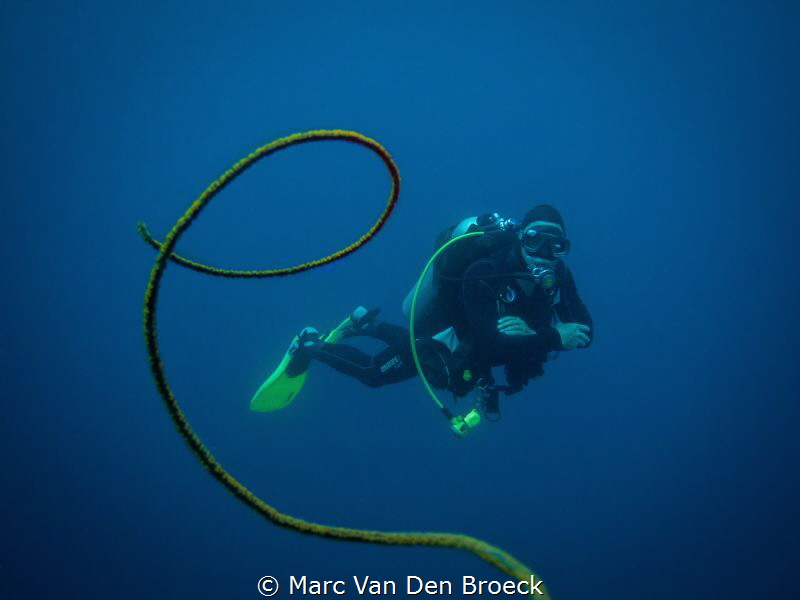 whip coraldiver by Marc Van Den Broeck 