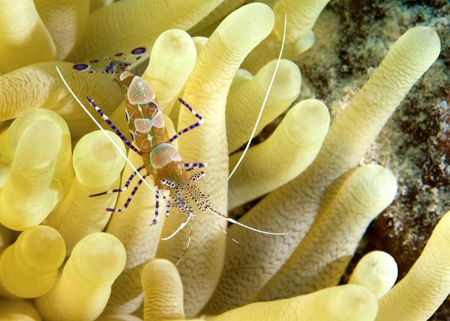 Spotted cleaner shrimp taken with Nikon D100 & 60mm macro... by Maryke Kolenousky 