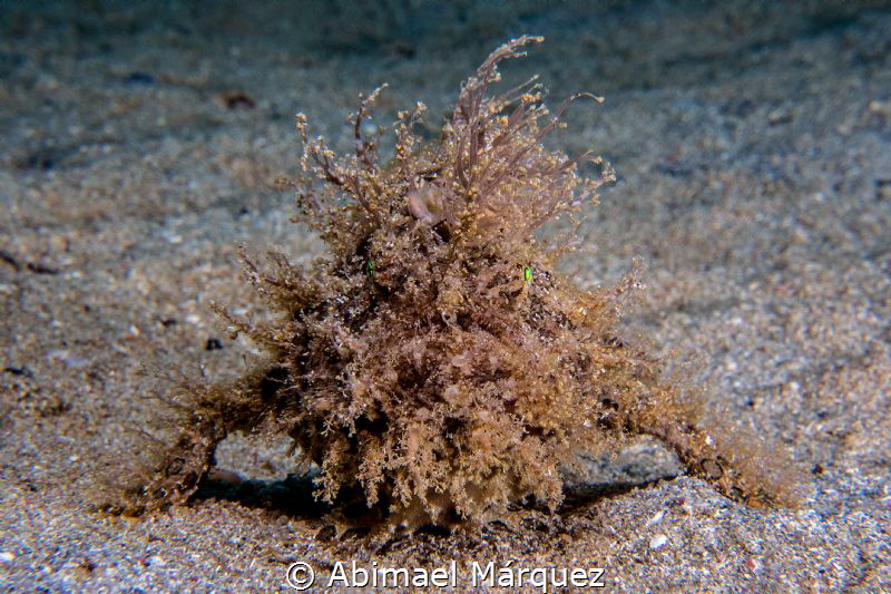 Striated Frogfish by Abimael Márquez 
