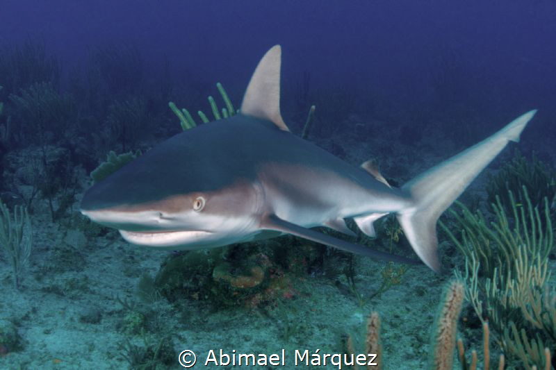 Caribbean Reef Shark by Abimael Márquez 