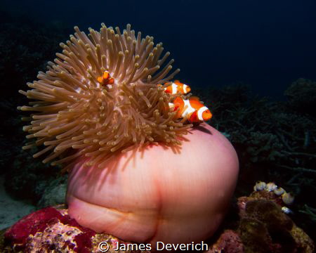 Three False clown fish in Anemone

Amphiprion ocellaris by James Deverich 