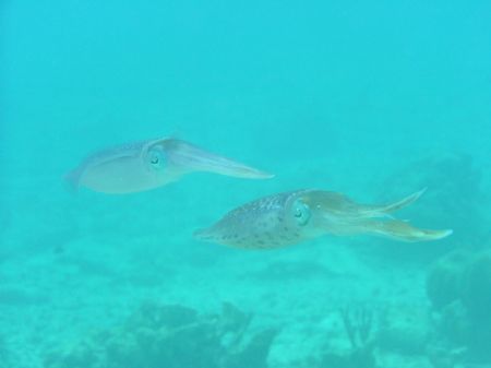 Swam with these two squid in Bonaire, we believe one male... by Kelly Sharkey 