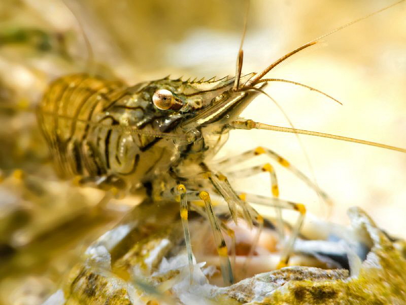 Shrimp super-macro by Paul Colley 