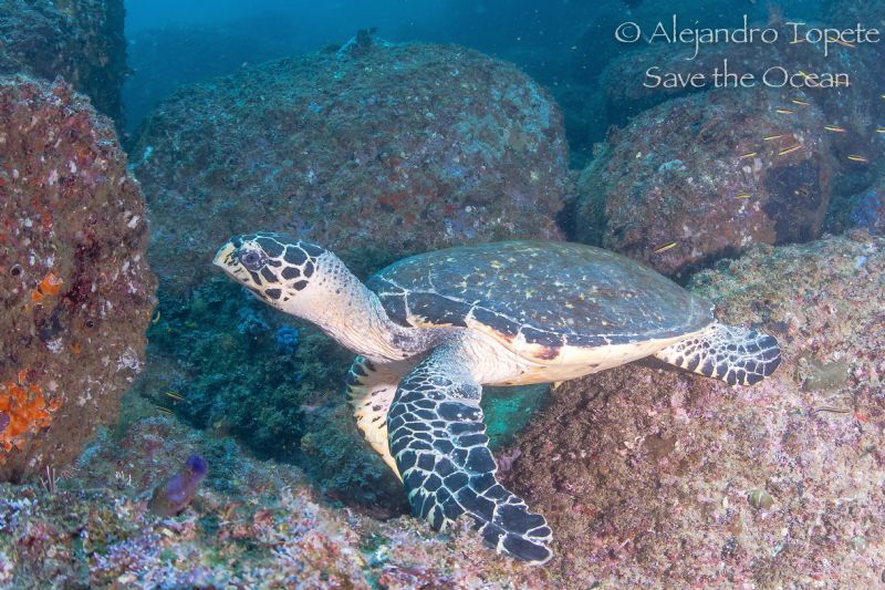 Turtle in the rocks by Alejandro Topete 