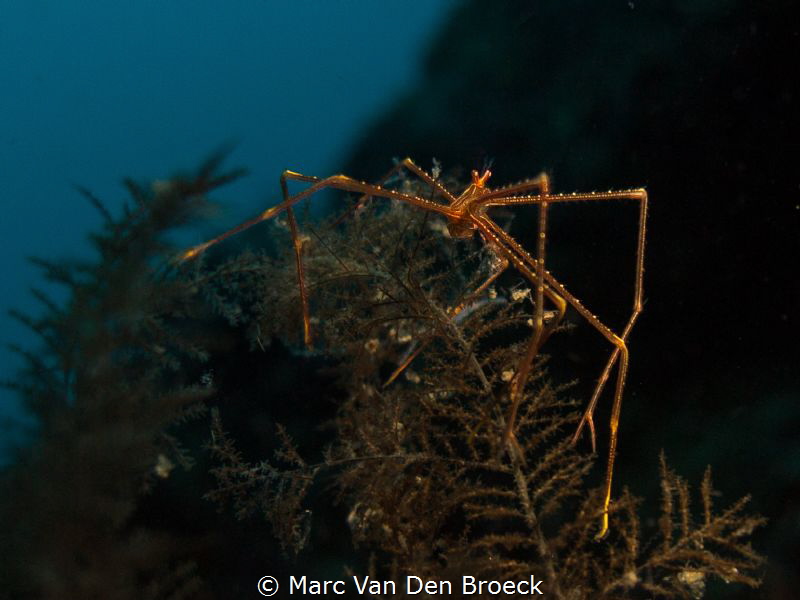 spider by Marc Van Den Broeck 