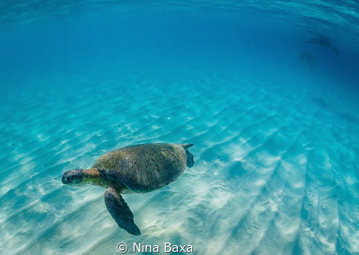 Cheeky Boy.
A male Green Turtle hurries away from a pair... by Nina Baxa 