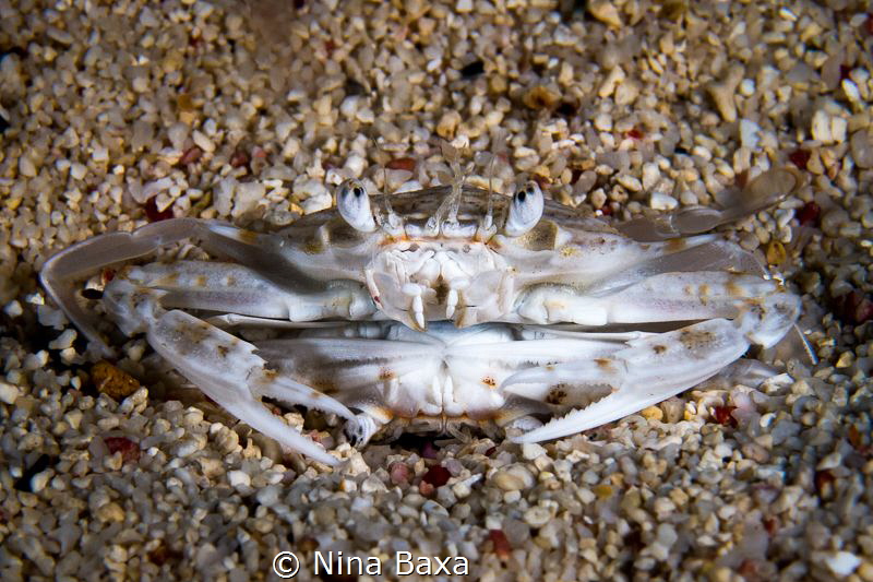 Duplication.
Swimmer crabs.
E-PL3, 42mm, +5 subsee, UFL... by Nina Baxa 