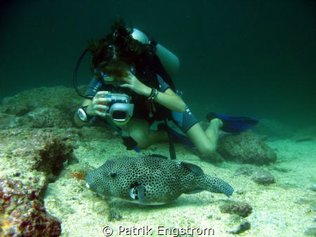 Diver and puffer fish by Patrik Engstrom 