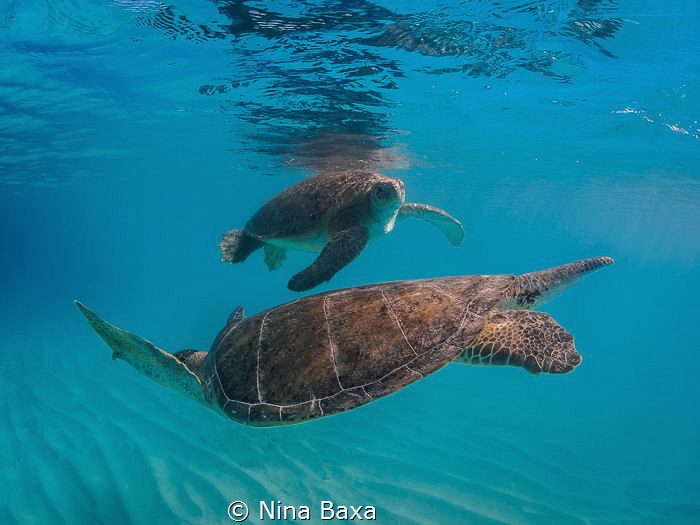 The Dance.
A smaller male Green Turtle courting a potent... by Nina Baxa 