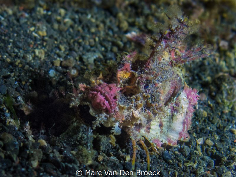 colored scorpioenfish by Marc Van Den Broeck 