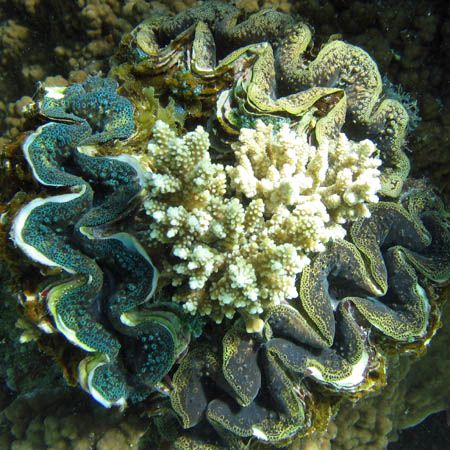 An interesting arrangement of clams! Ningaloo Reef, Weste... by Penny Murphy 