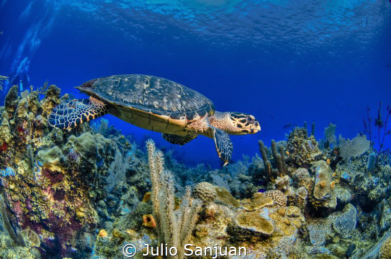 Turtle and coral by Julio Sanjuan 