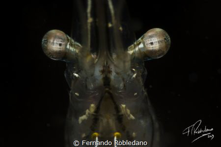 Shrimp by Fernando Robledano 