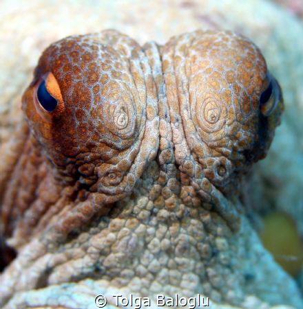 A curious octopus! by Tolga Baloglu 