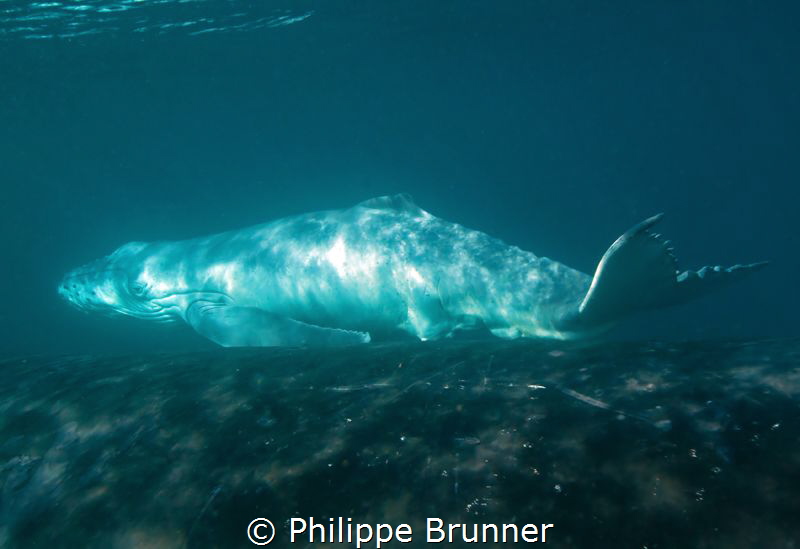 Baby whale just born. by Philippe Brunner 