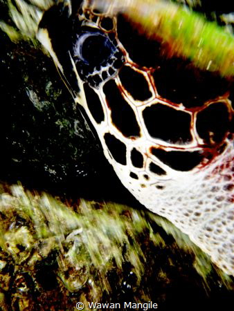 Sea turtle by Wawan Mangile 